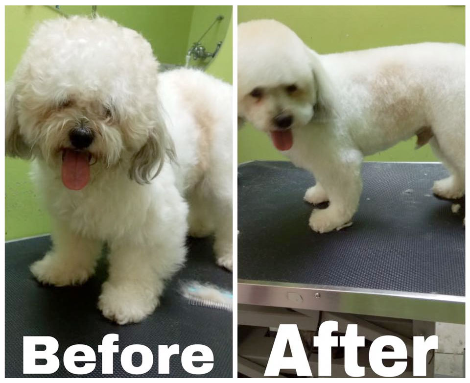 Baileys Pet Grooming & Supplies | Home